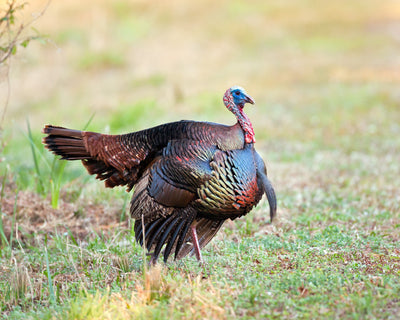 The Grand Slam of Turkey Hunting