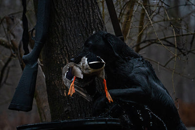 Duck Hunting 101: What to bring for your first time in the blind.