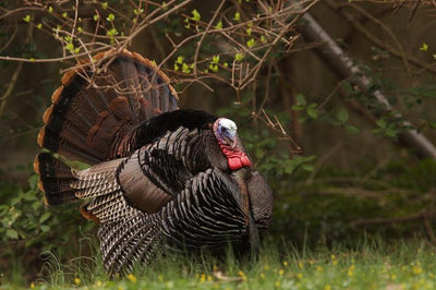 Turkey Season is Around the Corner!
