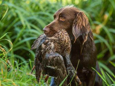 Packing List for an Unbeatable Duck Hunt